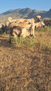 Hyperactive dog of the pack Şila En Hiperaktif | Fırat Alkan