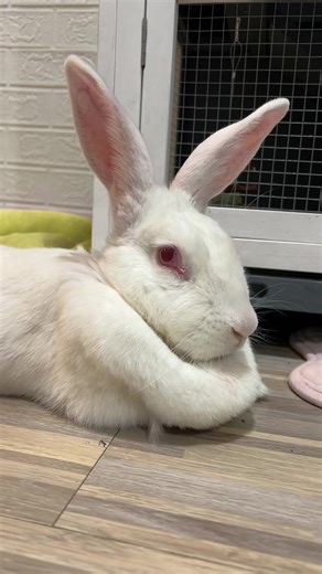 My stinky! 🐇🩷 #fyp