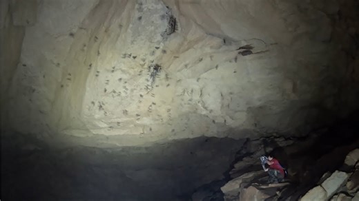 Cameras Record The Chaos As Hundreds Of Bats Took Over The Cave