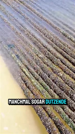 242K views · 985 reactions | Sie entfernen die Muscheln | Tierwissen | Facebook