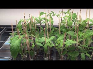 Healing grafted tomatoes over 6 days - full process