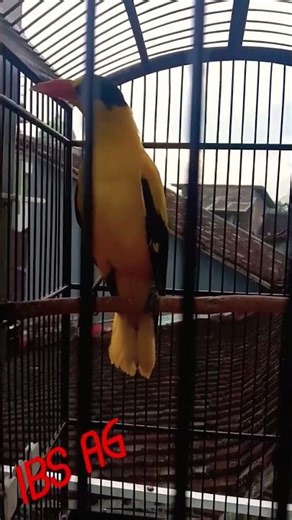 kepodang emas gacor cari lawan #kepodangemas #kepodanggacor #kepodangemasgacor #kepodangjantan