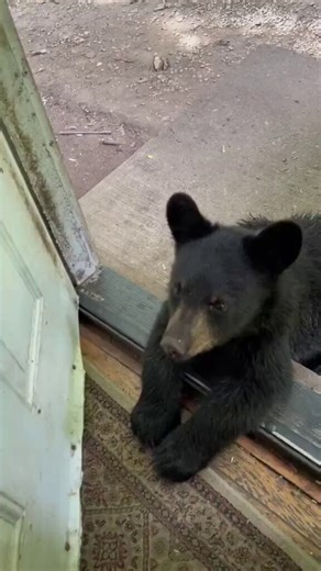 Mama bear and cub enjoying a good scratch