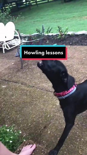 Howling lessons #dogsoftiktok #husky #luna #lifewithluna #dogs #puppy #puppytok