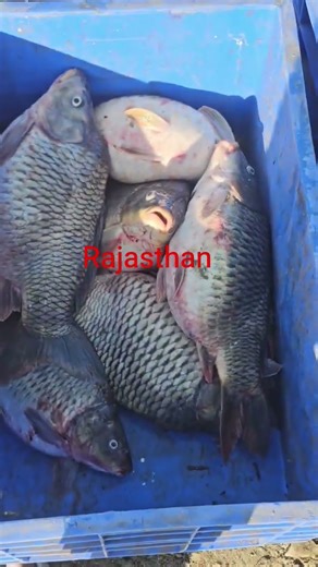 fish packing.🐟🐠❤️❤️🐠🐟❤️❤️🐠🐟❤️❤️🐠🐟❤️❤️