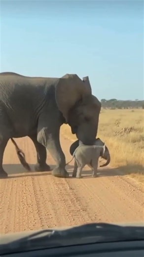 A Mother’s Fury 😱 Elephant Fights Back to Save Her Baby! 🐘🔥#Shorts #motherlove #viralvideo #wildlife