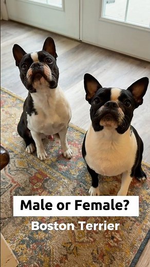 Male vs Female Boston Terrier — What’s the Difference?