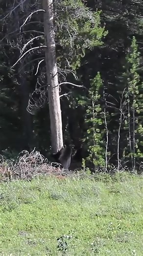 Black Bear vs Grizzly: A Battle of Wits in the Wild