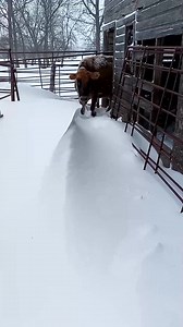 ICE COLD MILK!! This weather isn't stopping Hyacynth from getting milked! Thanks to Nicole Welch for sharing! #producers #ndwinter #mnwinter #milkingcows #dairylife #aglife #onthefarm Hutch VNL | Hutch Johnson - Chief Meteorologist