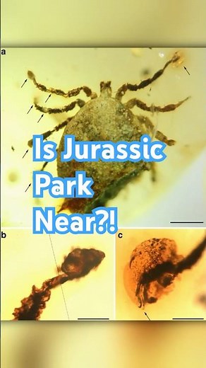 99-Million-Year-Old Amber Reveals Dinosaur Feather and Ancient Ticks!