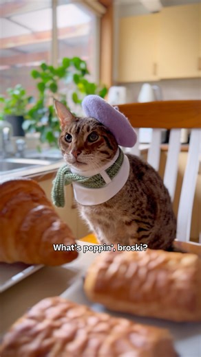 262K views · 10K reactions | When your DNA test results change your whole personality  Audio by Josiah Schneider #funnycats #cafe #comedy #cutecats | Princess Honeybelle | Facebook