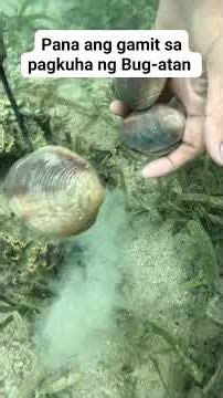 Hunting Bug-atan clam shell