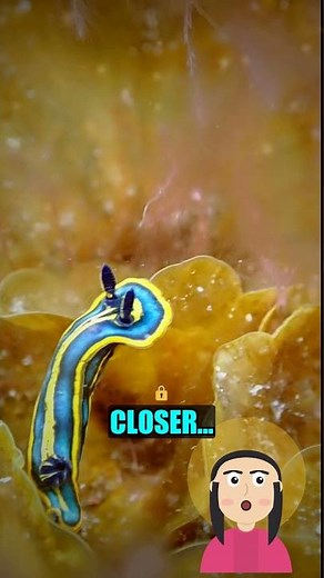 The Secret Life of Sea Slugs