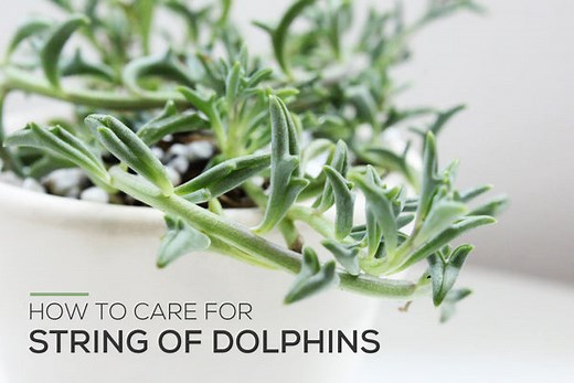 How to Grow and Care for String of Dolphins Plant