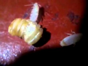 Cockroach nymphs emerging from ootheca