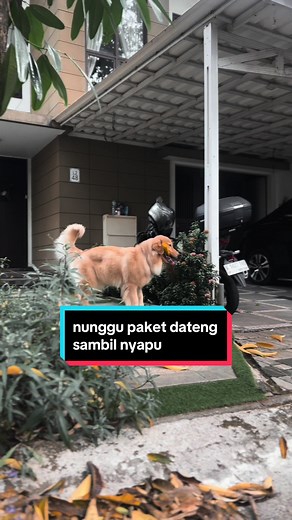 Dolce ikut IIPE di ICE BSD 6-8 September !? temen temen yuk ketemuan sama dolce, jangan lupa sayang sayang aku ya. aku bawa sapu ga ya ke sana ? comment dibawah 🥹 #goldenretriever #IIPE2024 #CPPETINDOWizardWorld #beNatural