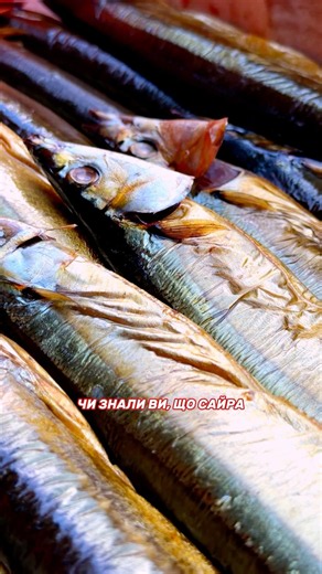 Pacific saury – the record-breaking fish for Omega-3 content