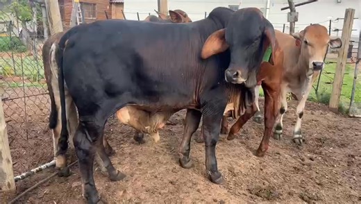 2 bulls available for slaughter R13 000 each Location Pretoria rooiwal Viewing is available Delivery can be arranged if necessary We slaughter and cut at additional cost For more information please feel free to call or WhatsApp me on 0615047568 | VKR boerdery/farming cattle