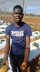 23K views · 1K reactions | Bathu be sebina bakati strawberry  tjo thama comdom kogha 藍 | Mbipo Legends | Facebook