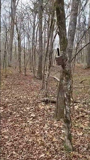 Quick Game Camera near the creek. | Trail Cam Setup