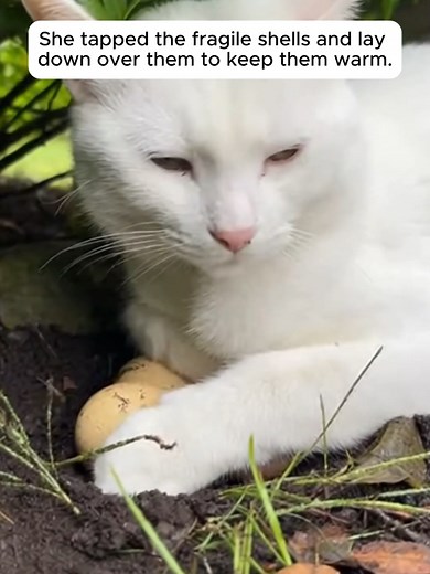 Cat Discovers Three Eggs and Displays Love
