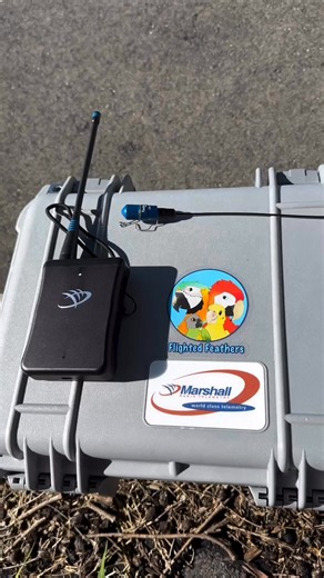 4.2K views · 63 reactions | We love seeing how our gear supports all kinds of flight. @FlightedFeathers show what’s possible when parrots are trained for free flight, and GPS gives her the confidence to let them soar. From falcons to macaws, the bond between handler and bird is everything. We're here to keep that connection strong, no matter how far they go. | Marshall Radio Telemetry | Facebook