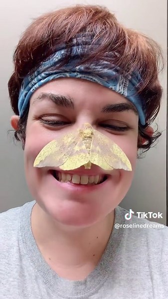 Beep beep 😏 #spongebob #moth