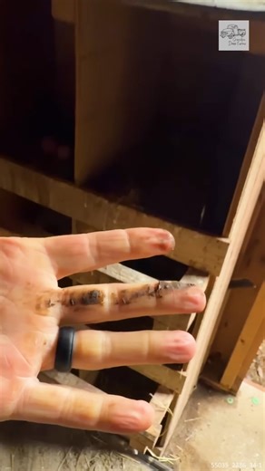 How I Got Chicken Poop On My Hand #chicken #henfarming #farminglife #chickenpoop | Grandpa Doss Farms