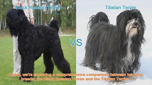 Comparing Black Russian Terrier and Tibetan Terrier: A Comprehensive Guide