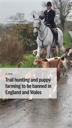 The UK government has unveiled the “most ambitious animal welfare strategy in a generation,” promising to end puppy farming and outlaw trail hunting as part of sweeping reforms to protect pets, wildlife and farmed animals. Supporters say the move closes loopholes and tackles cruelty in practices long criticised by animal welfare groups, but opponents warn banning trail hunting could harm rural jobs, traditions and deepen divides with the countryside. Trail hunting, which lays an artificial scent