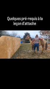 Comme tout nouveau apprentissage, on prépare avec pleins d'exercices spécifiques. La leçon d'attache est bien une étape à ne pas rater dans la vie d'un cheval ! Combien d'entre vous on des soucis ? Pour pouvoir faire cette étape que je vous montre ici, j'ai déjà pas mal de pré-requis acquis avec les 2 pouliches présentées... Ici je vous montre 2 exercices spécifiques permettant de préparer le céder vers le mur avec pour but un poulain serein et qui comprend ce qu'on lui apprend. Et vous, avez-vo