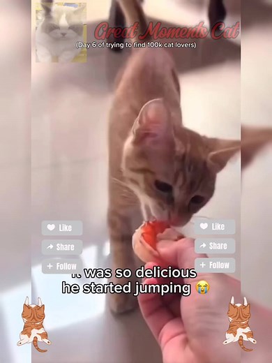11K views · 413 reactions | Funny cat moment, It's a different story when cats stand up.  #cat #cats #cutecat #catlover #fyp #foryou #foryoupage #funny #funnycat #funnyvideos #funnyanimals #kitty #kitten | Great moments Cat | Facebook