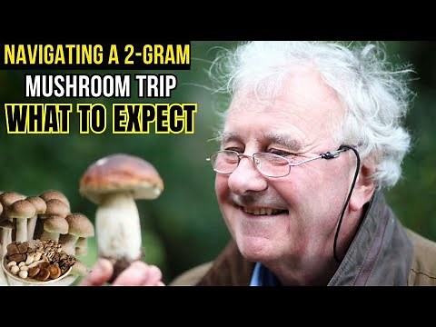 Navigating a 2-Gram Mushroom Trip What to Expect
