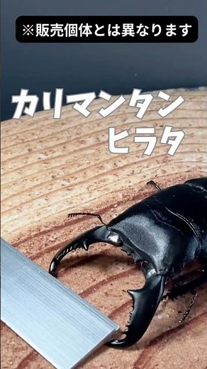 【クワガタ販売】カリマンタンヒラタ紹介 #スマトラ #ボルネオ #クワガタ #飼育