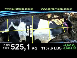 The Ghost Scale - Artificial Intelligence Livestock Weight Weighing Sys. #farming #sheep #livestock