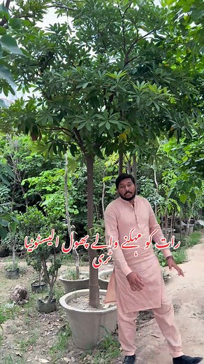 Alstonia tree 03457858830 | Muhammad Faheem