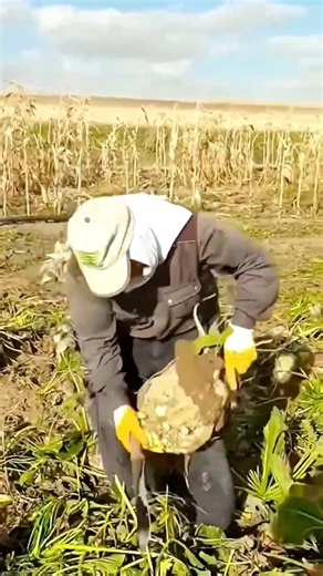 cool way to clean freshly harvested daikon #shorts