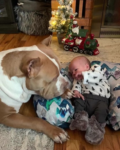 Adorable Moments: American Bully Dog Caring for Babies