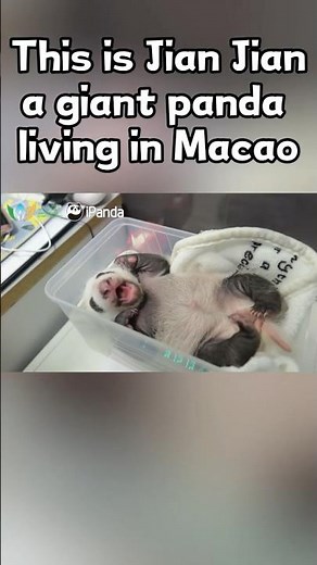 Resist A Baby Panda? Challenge Failed | iPanda #shorts