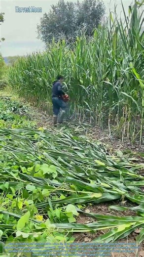 Schnelle Ernte! Maisstroh mit der Kettensäge zerschneiden
