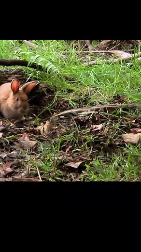 subjectivity and the price to pay #rabbit #python #wild #animal #foryou #fyp #entertainment #nature #relax