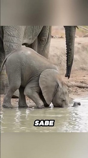 🐘 Baby Elephants Don't Know How To Use Their Trunks And What They Do Is Adorable #Animals