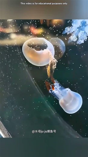 Cute Jellyfish Managed to Regenerate its Tentacles 🪼❤️