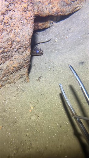 ouching the ocean floor 💙 #fishing​ #deepdive #oceanlife #lobster #fish #seafood #sealife #seaside | underwaterworld