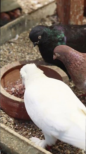 Feeding Pigeons Healthy Grit 🕊💛 (Must-See Care Tip!)