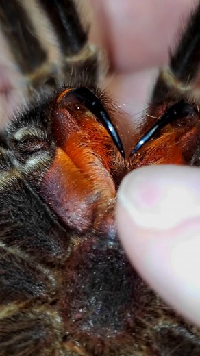 Exploring Tarantula Fangs: A Fascinating Look at These Arachnid Features