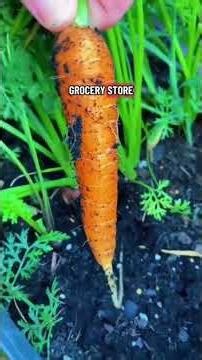 #chickens #garden #roosterfarm #freerangechickens #gardening