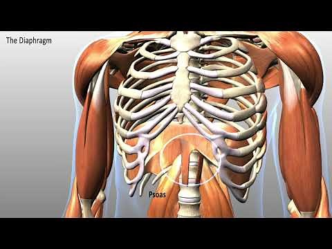 The Diaphragm, 3D Ananatomy Animation