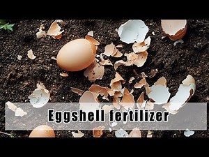 Eggshells: The Secret Natural Calcium Fertilizer for Plants
