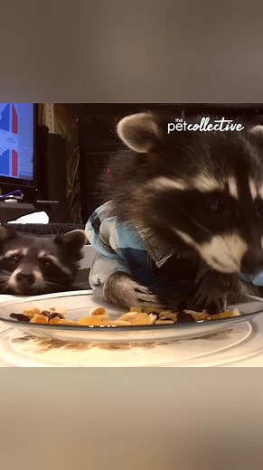 120K views · 667 reactions | Getting a quick snack in before your next meeting like... 藍劣 | The Pet Collective | Facebook